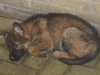 Pup Django b